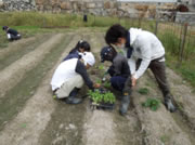 白菜植え付け