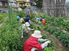 夏野菜栽培