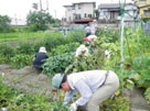 夏野菜栽培管理