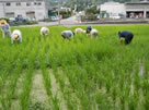 田んぼ雑草抜き