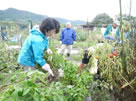 夏野菜生育状況確認