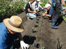 ブロッコリ―植え付け