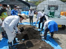 ショウガ用土ブレンド
