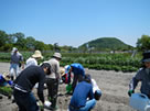 トウモロコシ植え付け