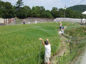 体験農業|田んぼの様子